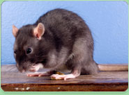 rat control Plumstead
